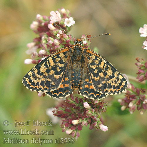 Melitaea didyma Przeplatka didyma Hnedáčik pyštekový