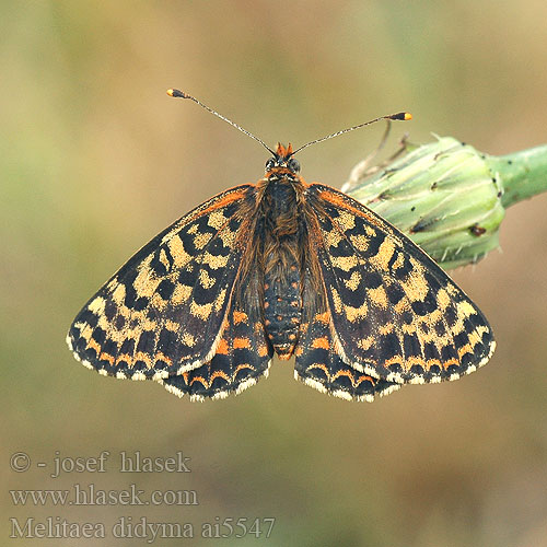 Melitaea didyma Doncella timida Шашечница красная