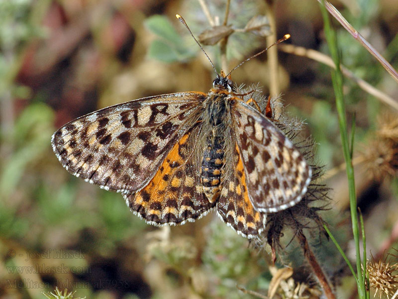 Melitaea didyma