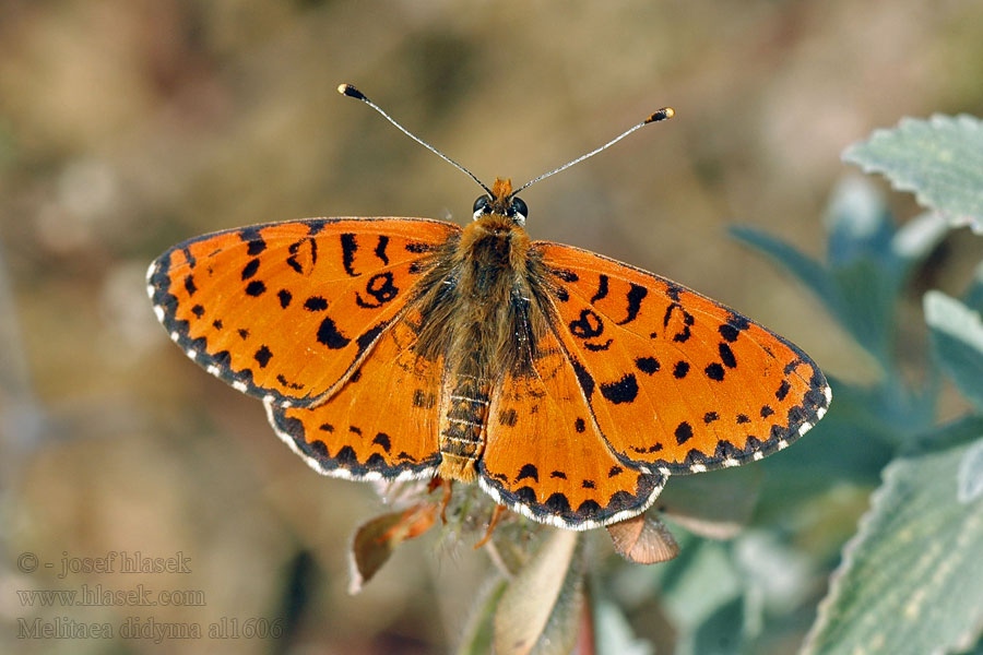 Melitaea didyma