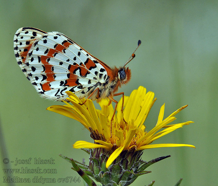 Roter Scheckenfalter Melitaea didyma