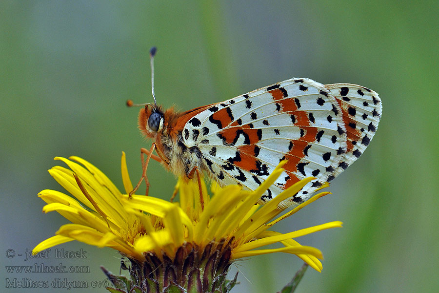 Przeplatka didyma Melitaea didyma