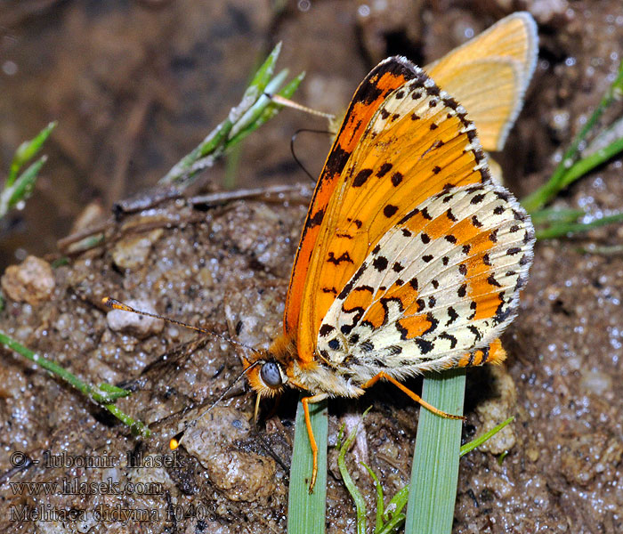 Hnedáčik pyštekový Hnědásek květelový Melitaea didyma