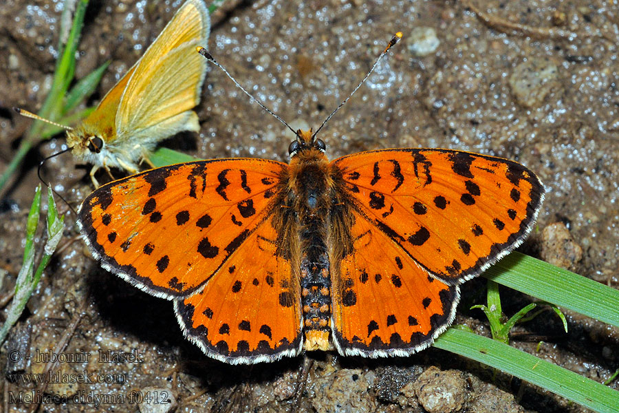 Hnědásek květelový Melitaea didyma