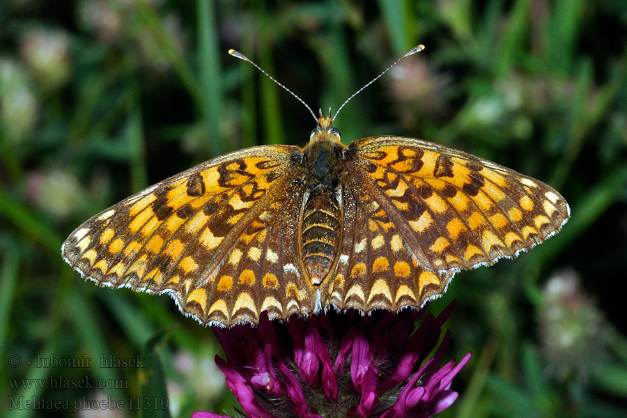 Hnědásek diviznový Melitaea phoebe