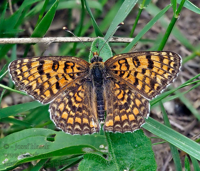 Knapweed Fritillary Grand Damier Nagy tarkalepke Mellicta Melitaea phoebe