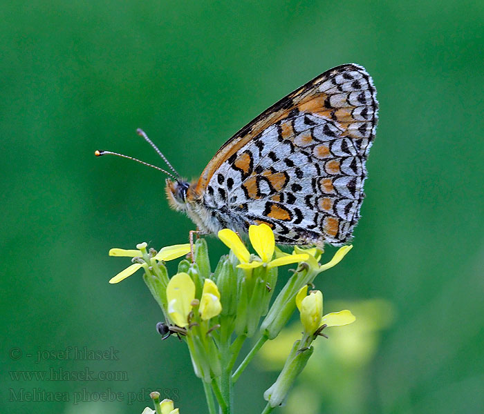 Mellicta phoebe Melitaea