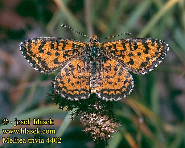 Melitaea trivia Lesser Spotted Fritillary sert Mélitée bouillon-blanc Kis tarkalepke Bräunlicher Scheckenfalter Przeplatka Hnedáčik divozelový Hnědásek jižní Doncella Modesta Etelänverkkoperhonen Toortsparelmoervlinder Шашечница южная Lučnikov pisanček Güzel İparhan