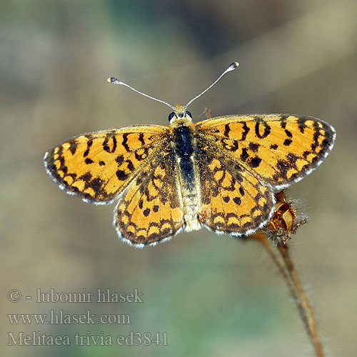 Hnědásek jižní Doncella Modesta Etelänverkkoperhonen Toortsparelmoervlinder Шашечница южная Lučnikov pisanček Güzel İparhan Melitaea trivia Lesser Spotted Fritillary sert Mélitée bouillon-blanc Kis tarkalepke Bräunlicher Scheckenfalter Przeplatka Hnedáčik divozelový