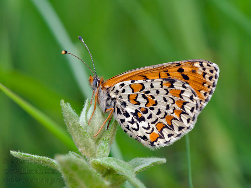 Lesser Spotted Fritillary sert Mélitée bouillon-blanc Melitaea trivia