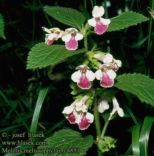 Melittis melissophyllum Mélitte feuilles mélisse