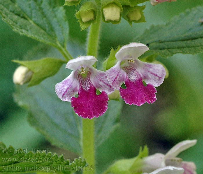 Melittis melissophyllum Miodownik melisowaty Medunka medovkolistá