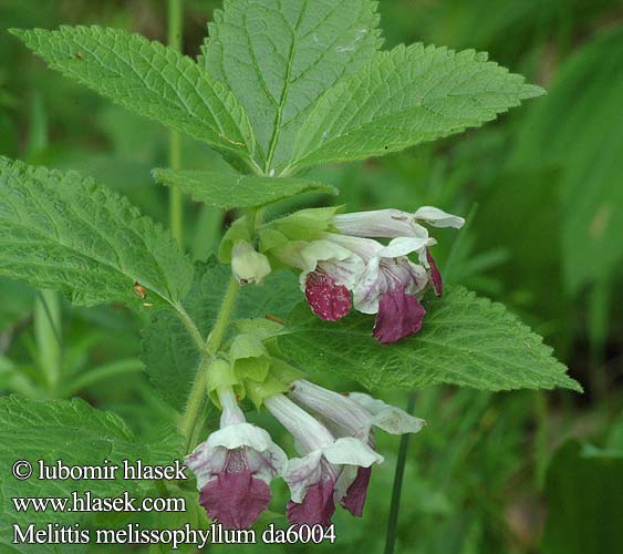 Melittis melissophyllum Bastard Balm Immenblatt