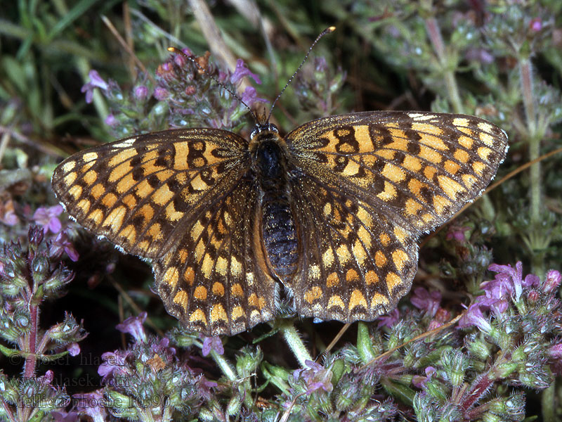 Mellicta Melitaea phoebe Knapweed Fritillary Grand Damier