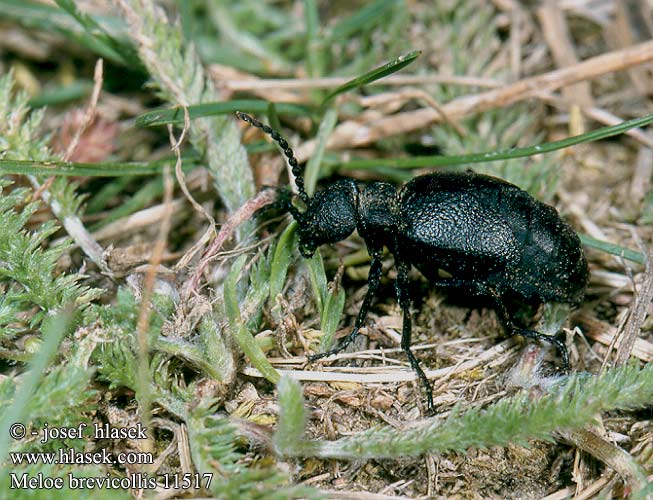 Meloe brevicollis 11517 UK: Short-necked Oil-beetle DK: Korthalset oliebille FI: typytoukohärkä FR: P'tite méloé SK: májka krátkoštíta CZ: majka krátkonohá SYN: Eurymeloe RU: майка короткокрылая