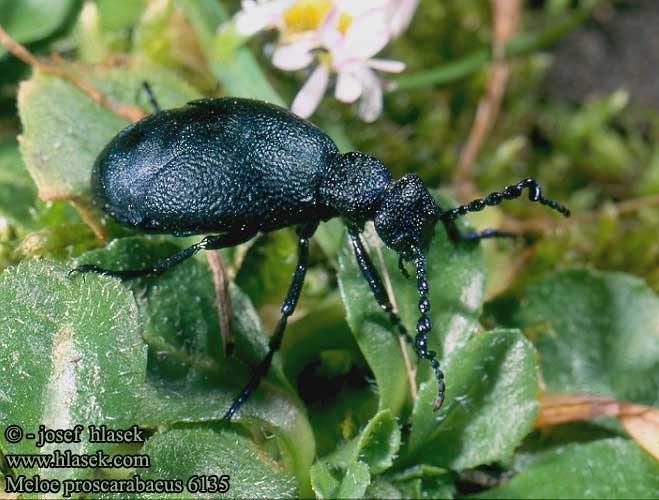 Meloe proscarabaeus 6135 UK: Oil Beetle DK: Oliebille FI: Isotoukohärkä NL: Gewone oliekever HU: Közönséges nünüke DE: Schwarzblauer Ölkäfer PL: Oleica krówka SK: Májka obyčajná CZ: majka obecná ES: Aceitera carraleja común SE: Svart majbagge RU: Майка обыкновенная LT: Paprastasis gegužvabalis