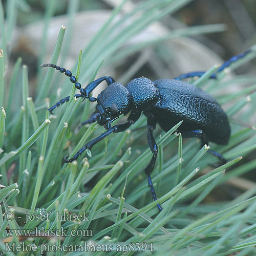 Meloe proscarabaeus ag8394 UK: Oil Beetle DK: Oliebille FI: Isotoukohärkä NL: Gewone oliekever HU: Közönséges nünüke DE: Schwarzblauer Ölkäfer PL: Oleica krówka SK: Májka obyčajná CZ: majka obecná ES: Aceitera carraleja común SE: Svart majbagge RU: Майка обыкновенная LT: Paprastasis gegužvabalis