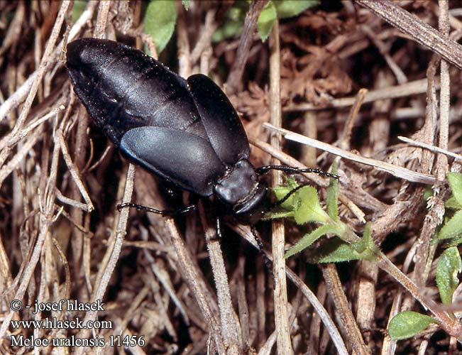 Meloe uralensis Micromeloe Uráli nünüke Majka uralská Майка уральская