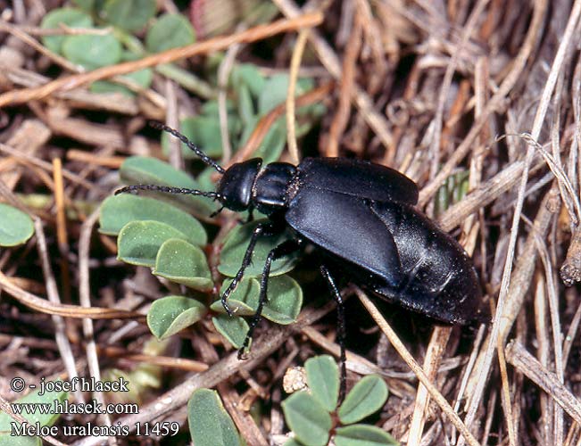 Meloe uralensis Micromeloe Майка уральская Uráli nünüke Majka uralská