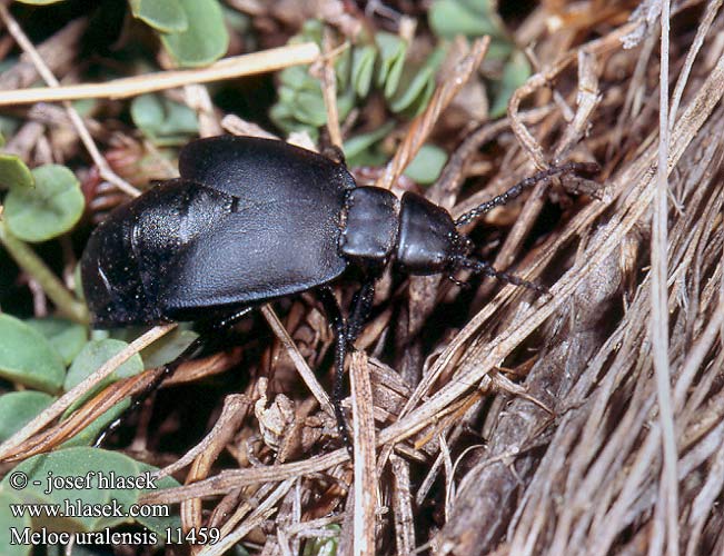 Meloe uralensis Micromeloe Majka uralská Майка уральская Uráli nünüke