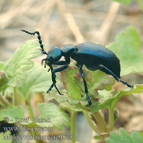 Meloid beetle Blå oliebille Sinitoukohärkä Méloé violacé