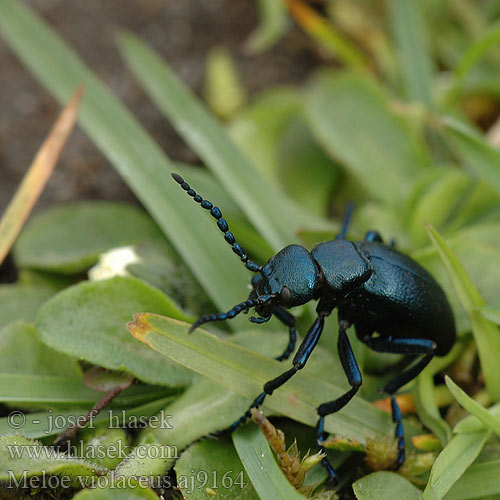 Майка фиолетовая Meloe violaceus Meloid beetle Blå oliebille