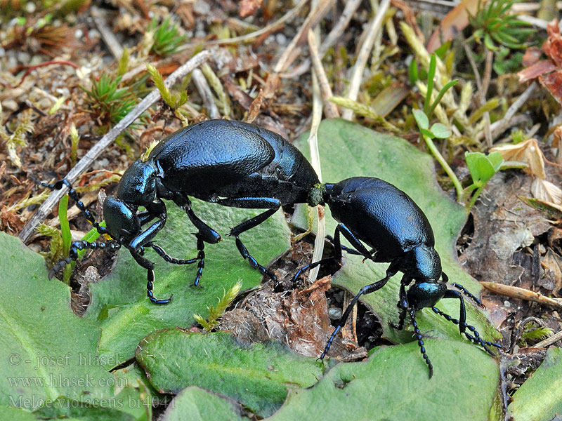 Meloe violaceus Majka fialová Ölkäfer