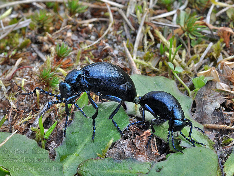 Meloe violaceus Blauwe oliekever Oleica fioletowa