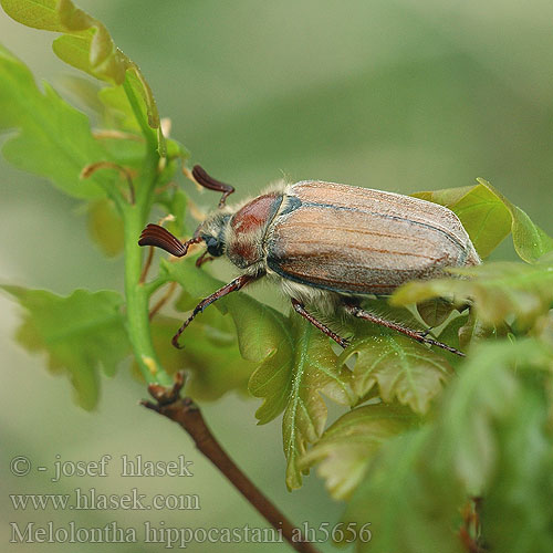 Melolontha hippocastani Cockchafer Sortrandet oldenborre Kastanjaturilas Kesäturilas