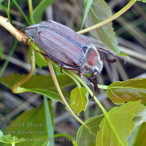 Majski hrošč Melolontha hippocastani Cockchafer Sortrandet oldenborre Kastanjaturilas