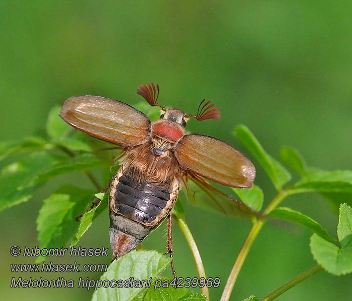 Melolontha hippocastani