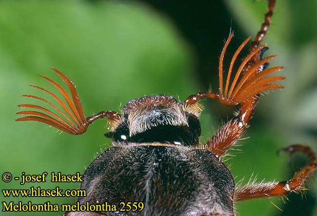 Melolontha melolontha May Beetle Cockchafer Oldenborre