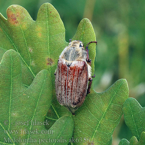 Melolontha pectoralis Chroust opýřený