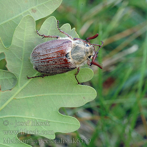 Melolontha pectoralis Chroust opýřený