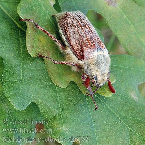 Chroust opýřený Melolontha pectoralis