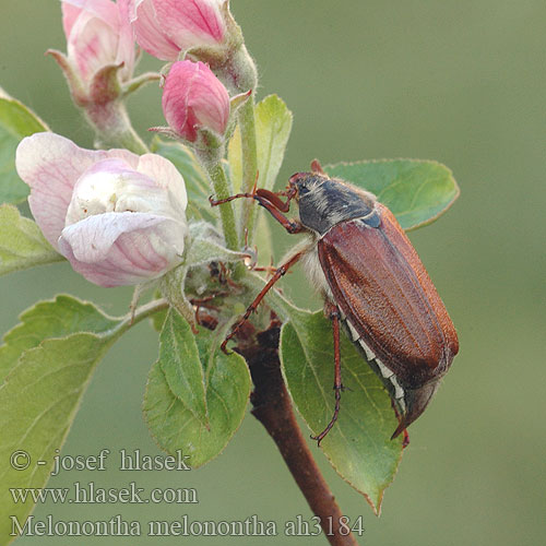 Melolontha melolontha May Beetle Cockchafer Adi mayıs