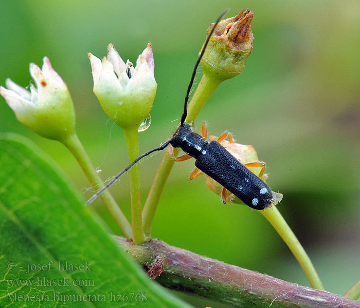 Menesia bipunctata