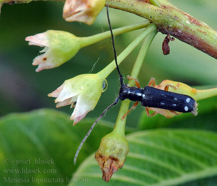 Menesia bipunctata