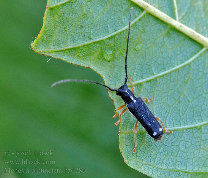 Menesia bipunctata