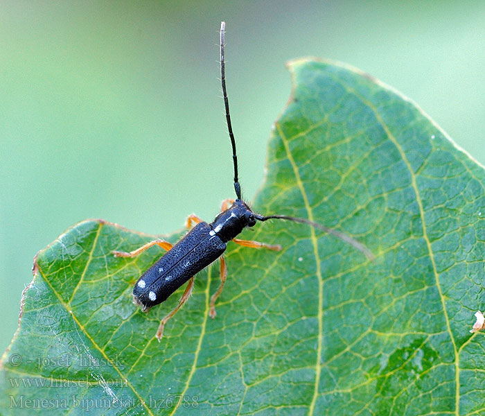 Menesia bipunctata