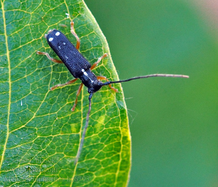 Menesia bipunctata