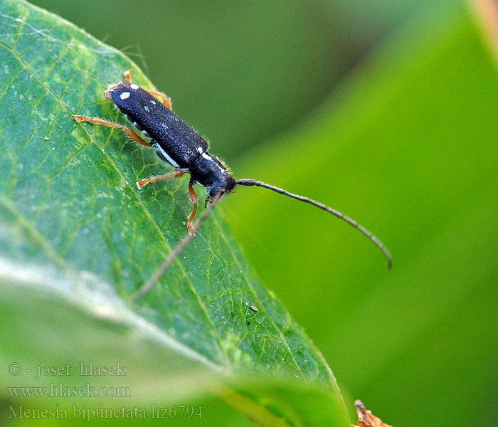 Menesia bipunctata