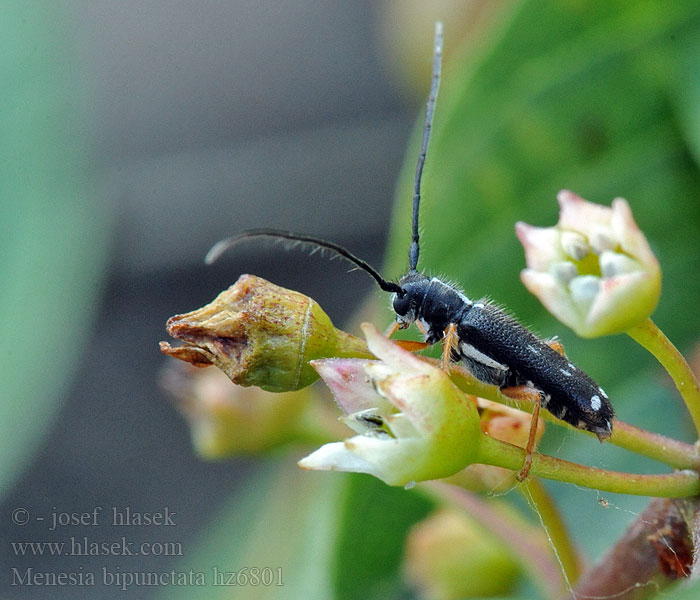 Menesia bipunctata