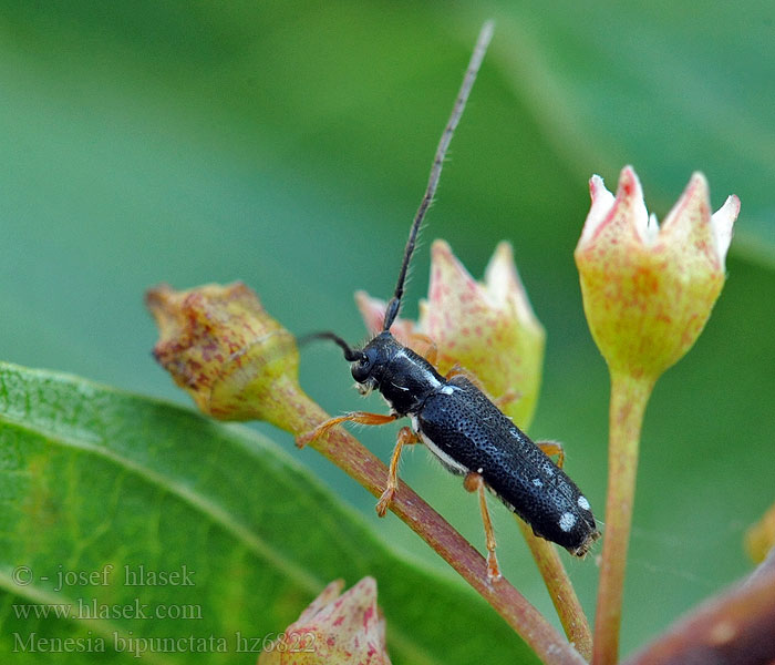 Menesia bipunctata