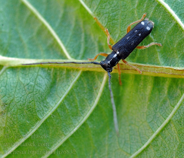 Menesia bipunctata