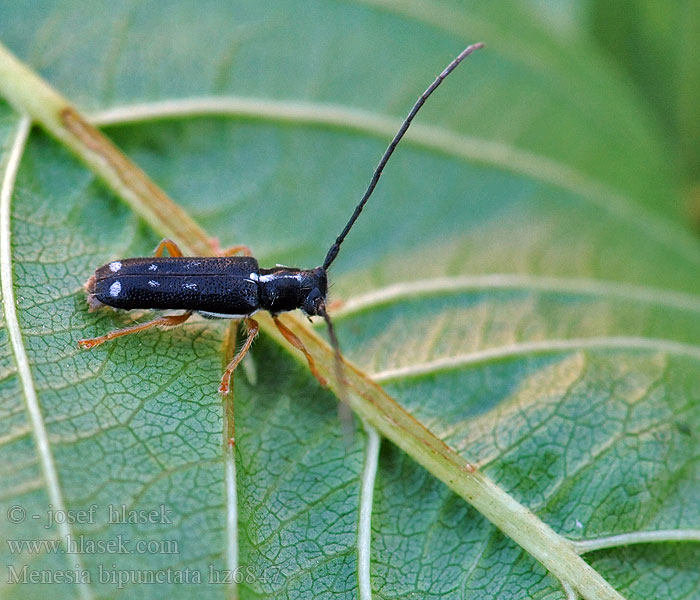 Menesia bipunctata