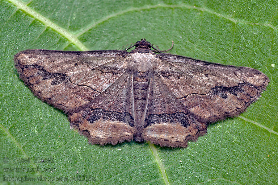 Menophra abruptaria Lederbrauner Fliederspanner Waved Umber