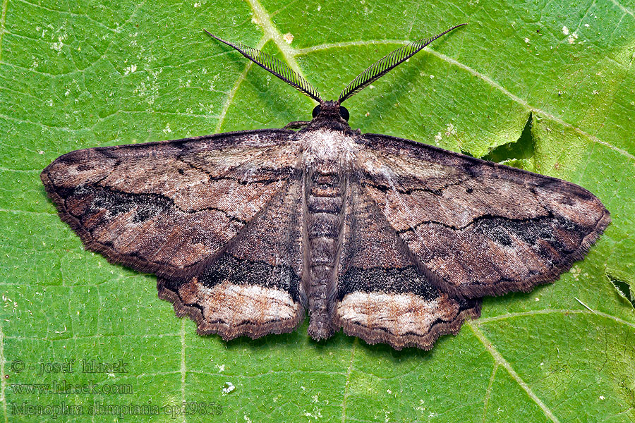 Menophra abruptaria Waved Umber Zwartvlekspikkelspanner