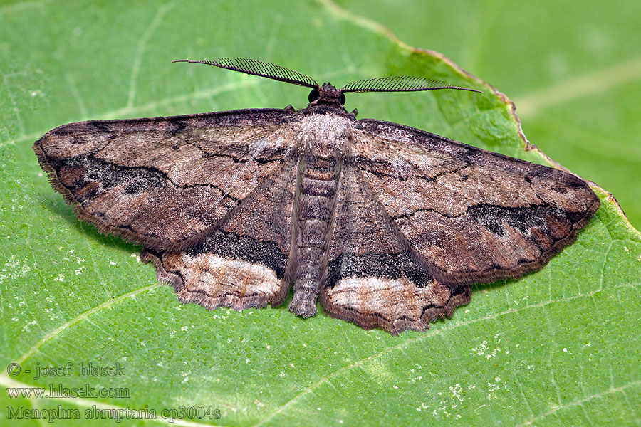 Lederbrauner Fliederspanner Menophra abruptaria