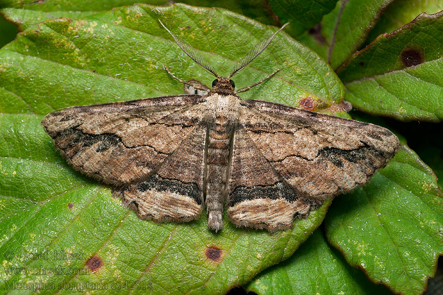 Lederbrauner Menophra abruptaria